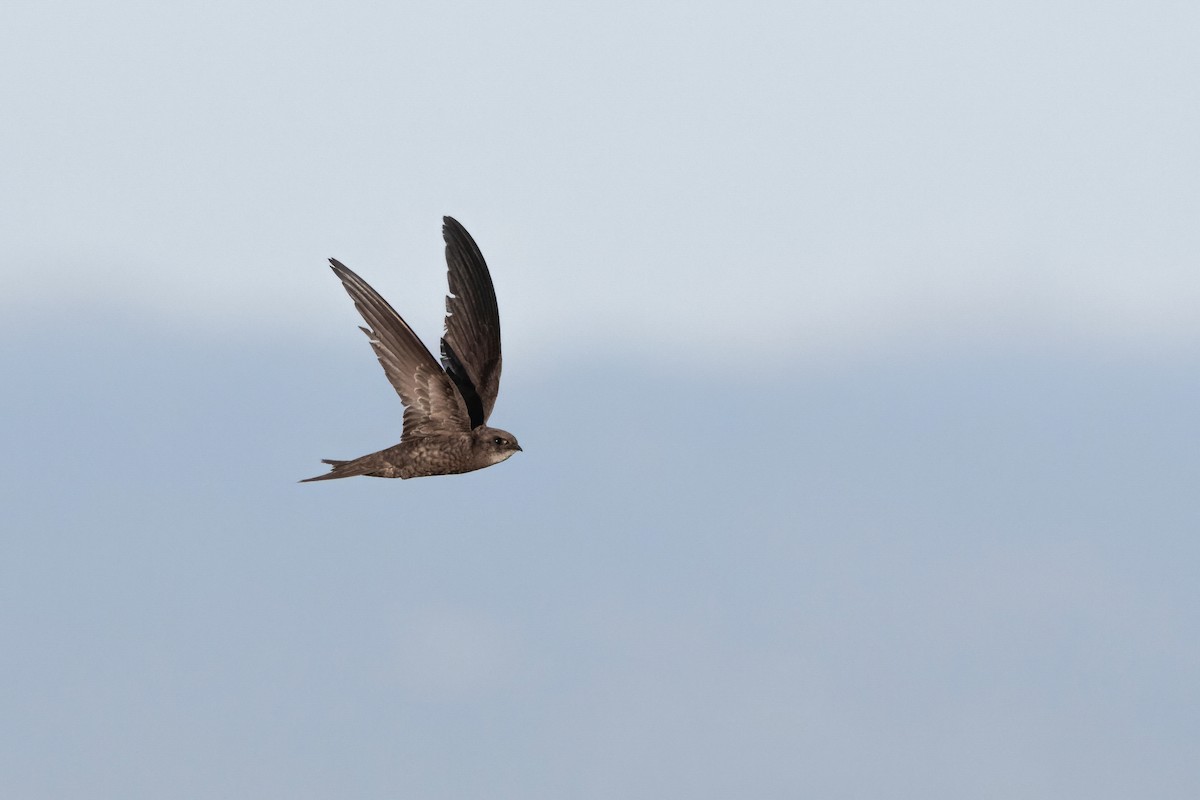 Common Swift - ML645007674