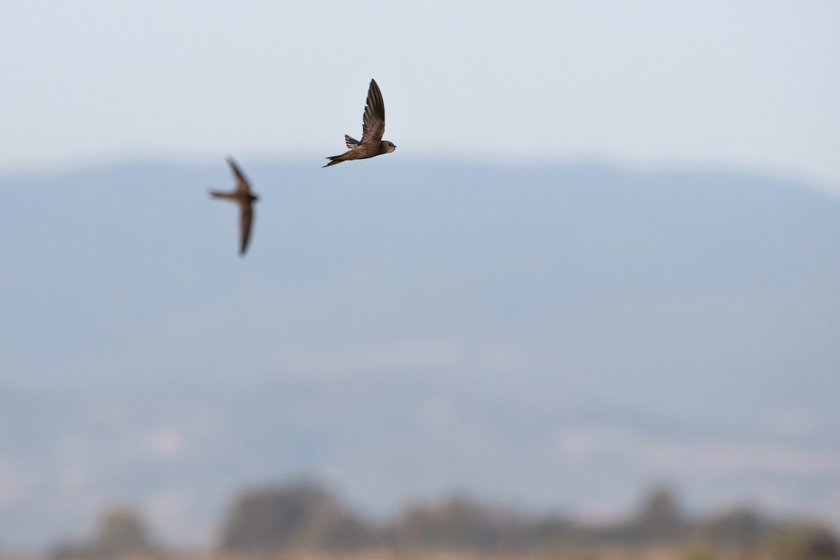 Common Swift - ML645007679