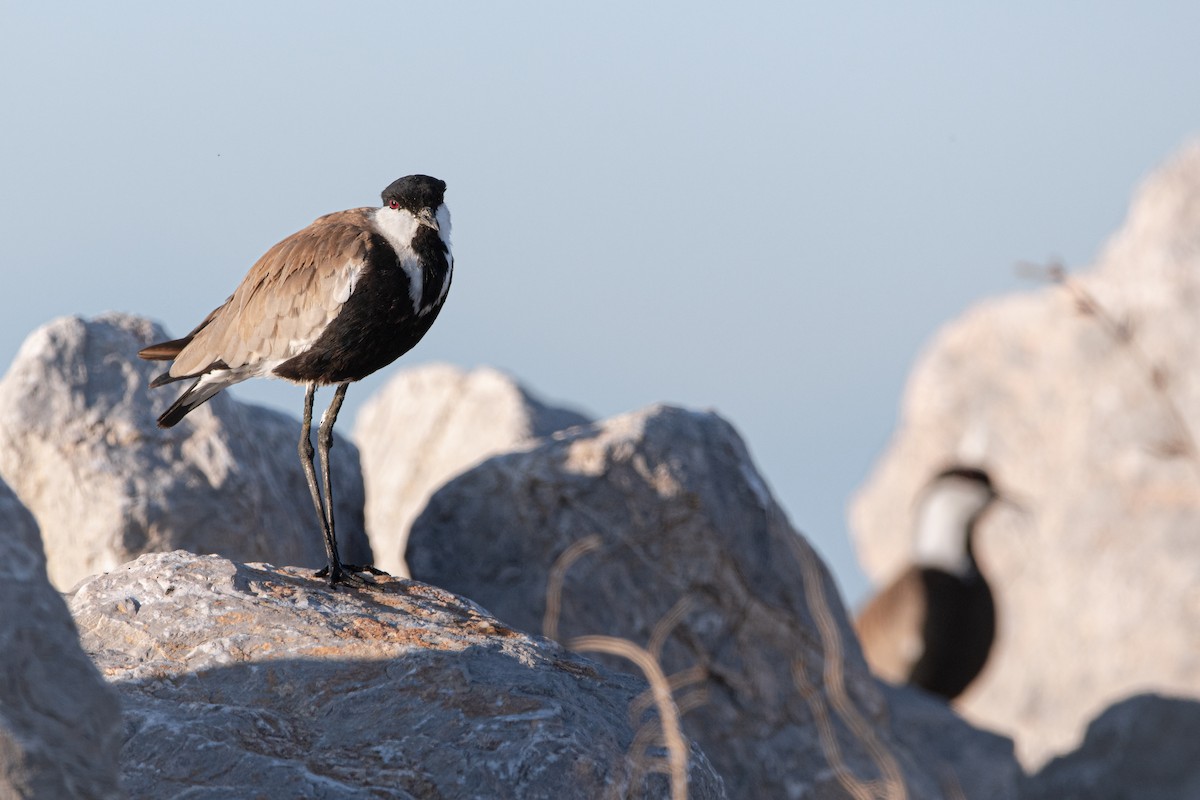 čejka trnitá - ML645007682