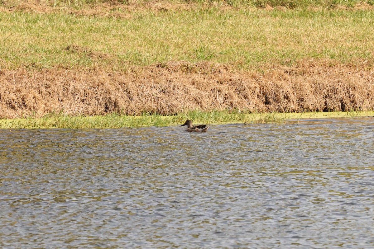 Ahate mokozabal zuria - ML645007687