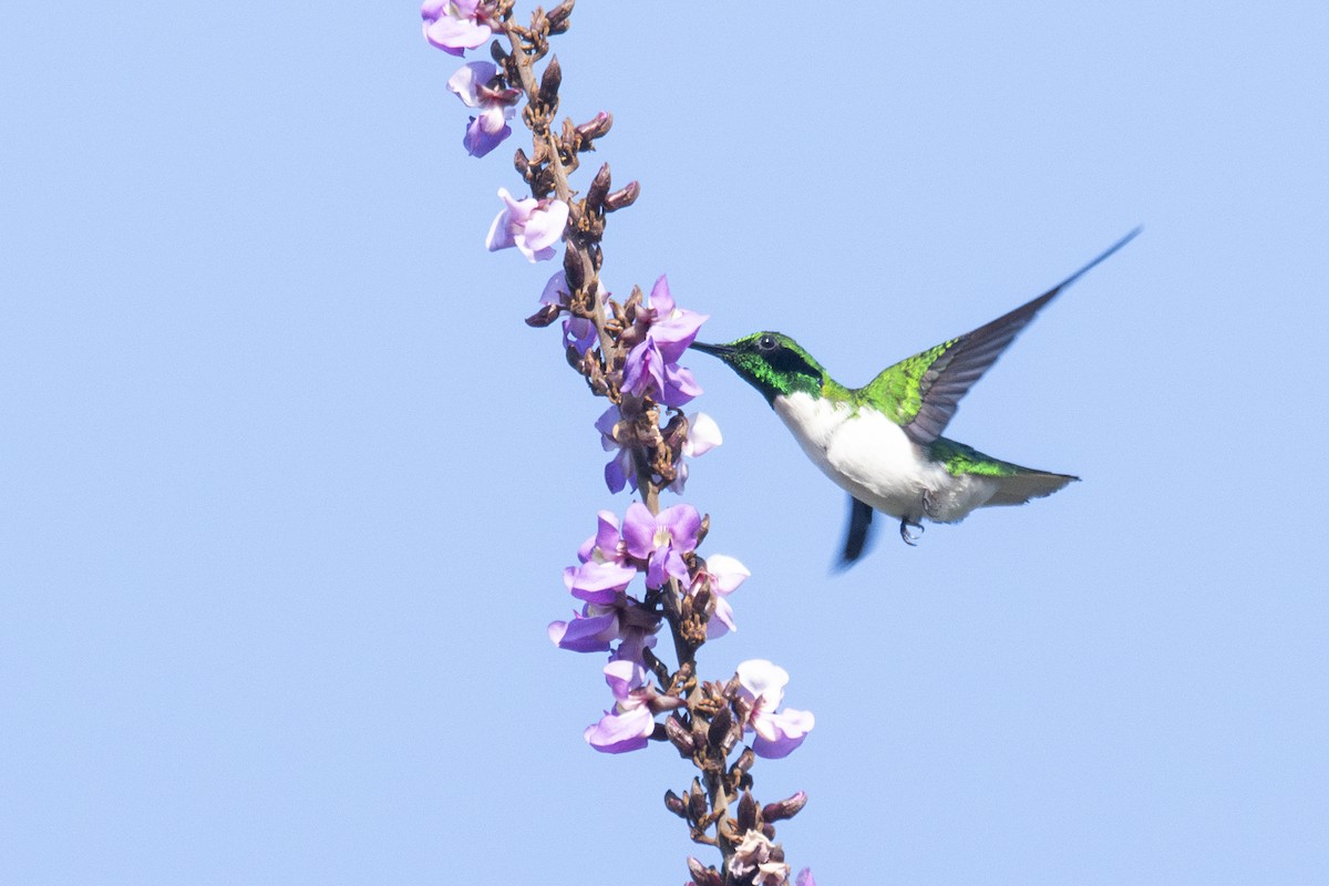 Black-eared Fairy - ML645007689