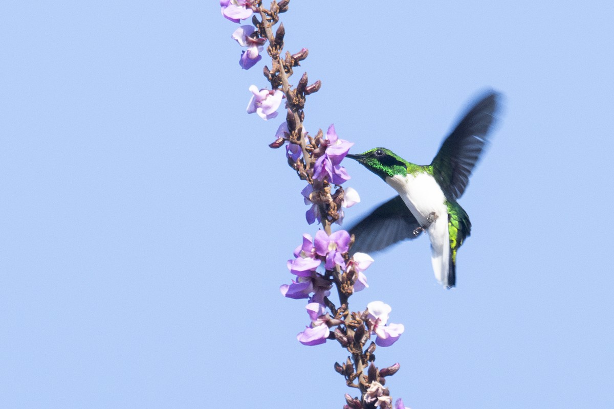 Black-eared Fairy - ML645007690