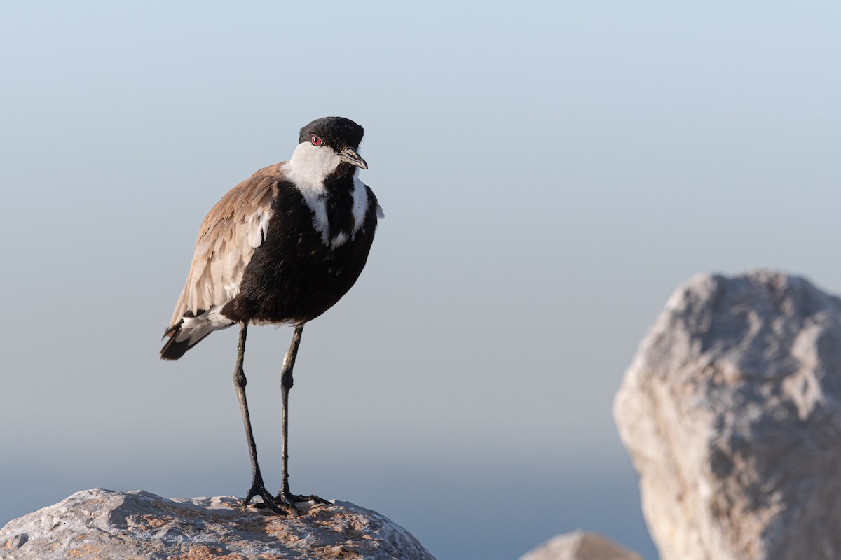 čejka trnitá - ML645007696