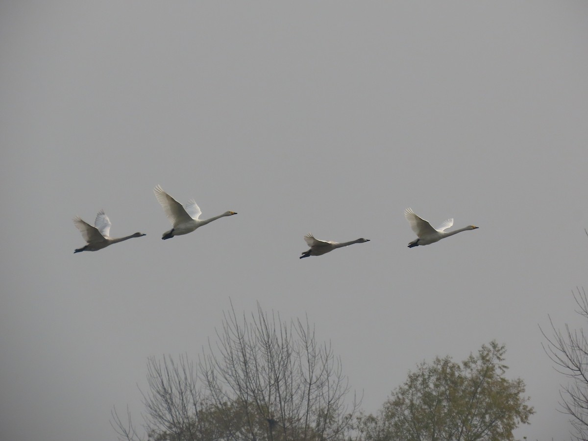 オオハクチョウ - ML645007697