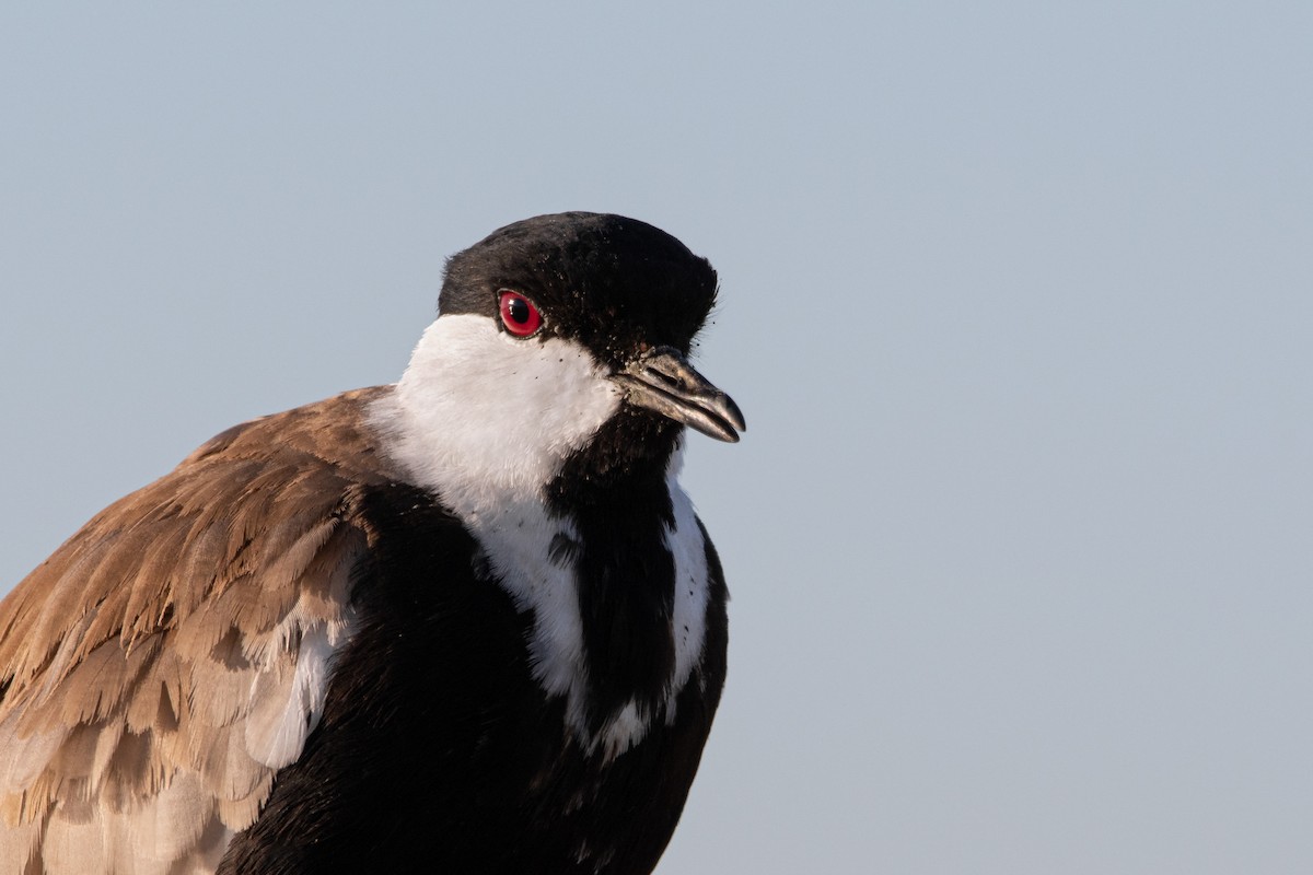 čejka trnitá - ML645007708