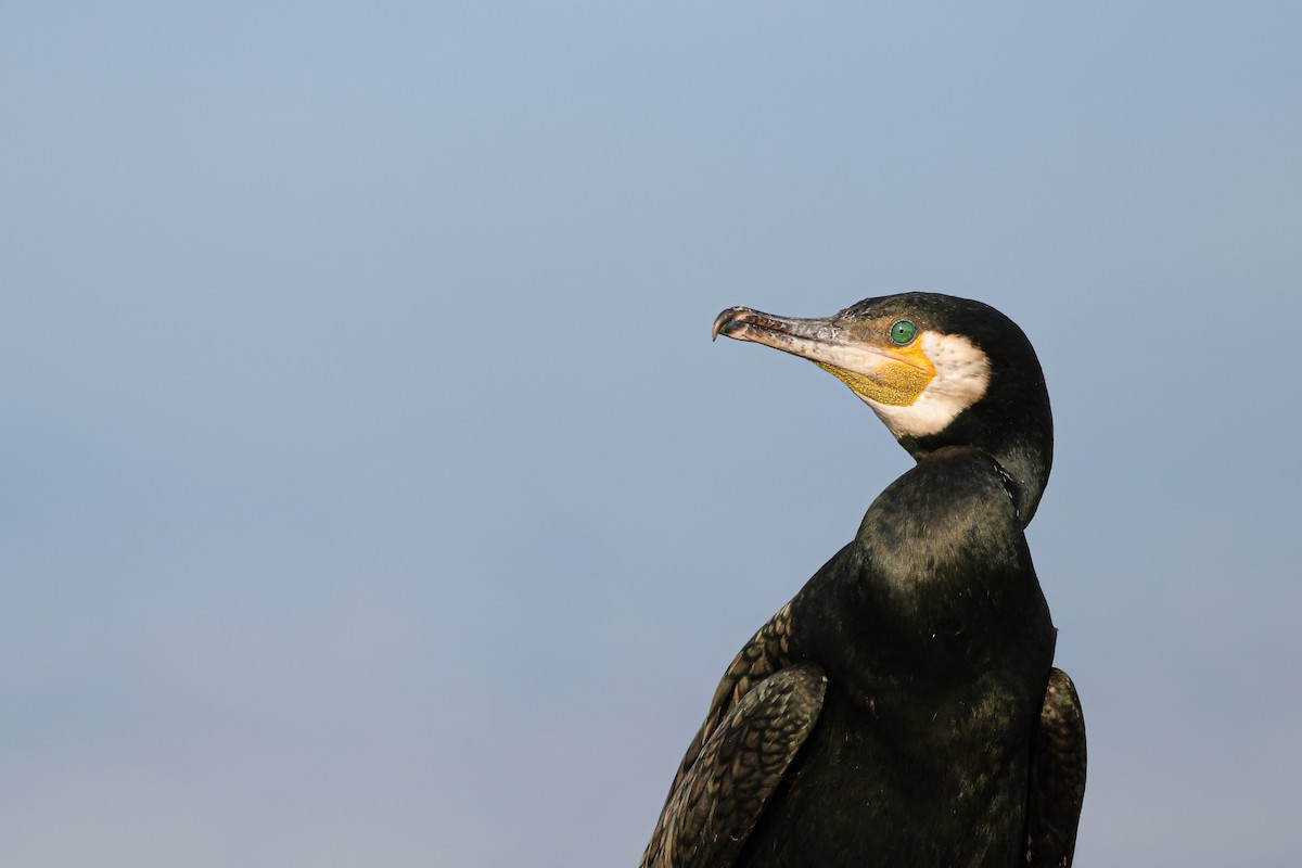 kormorán velký - ML645007714