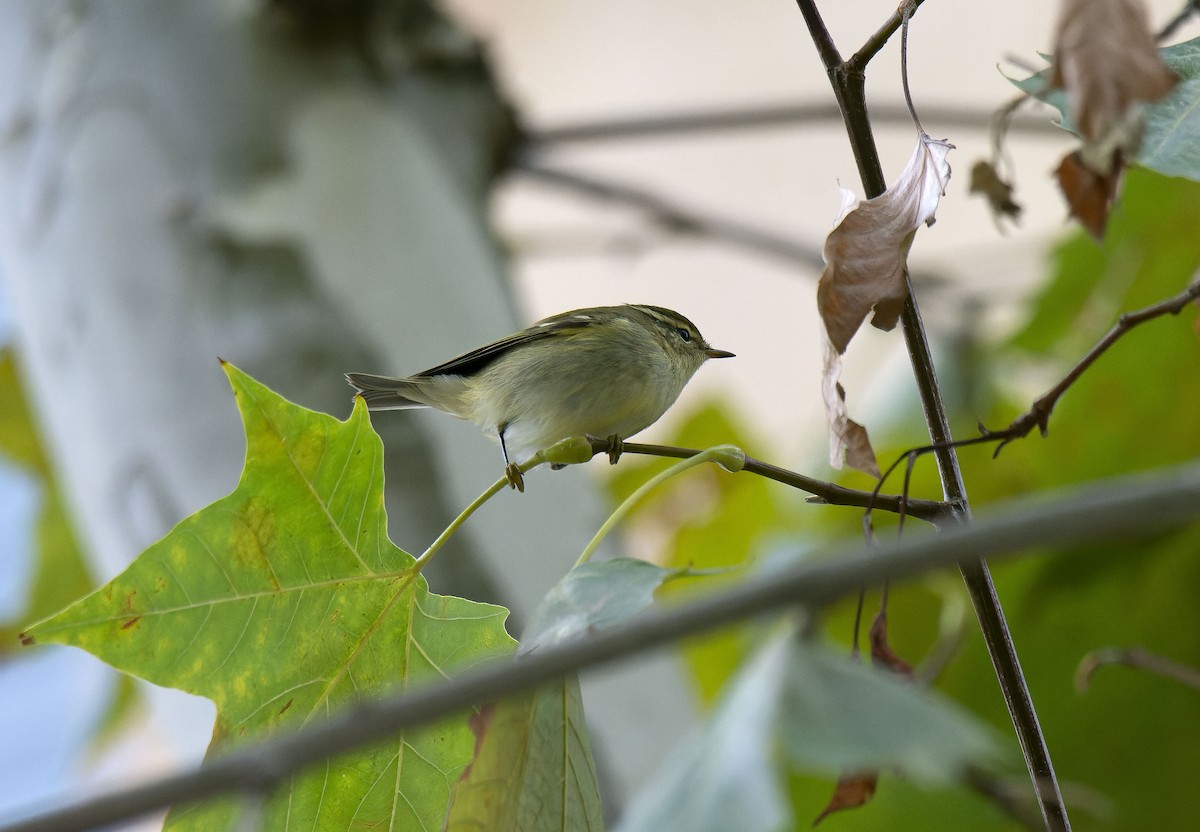 Yellow-browed Warbler - ML645007728