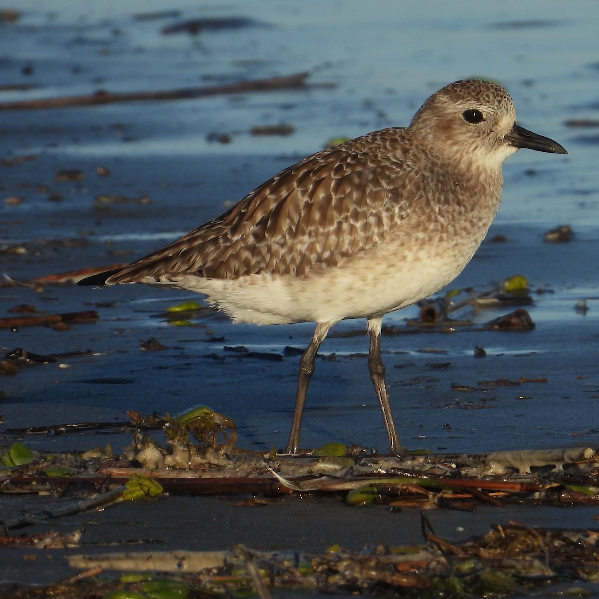 Black-bellied Plover - ML645007729