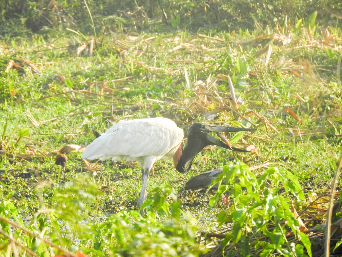 Jabiru - ML645007730
