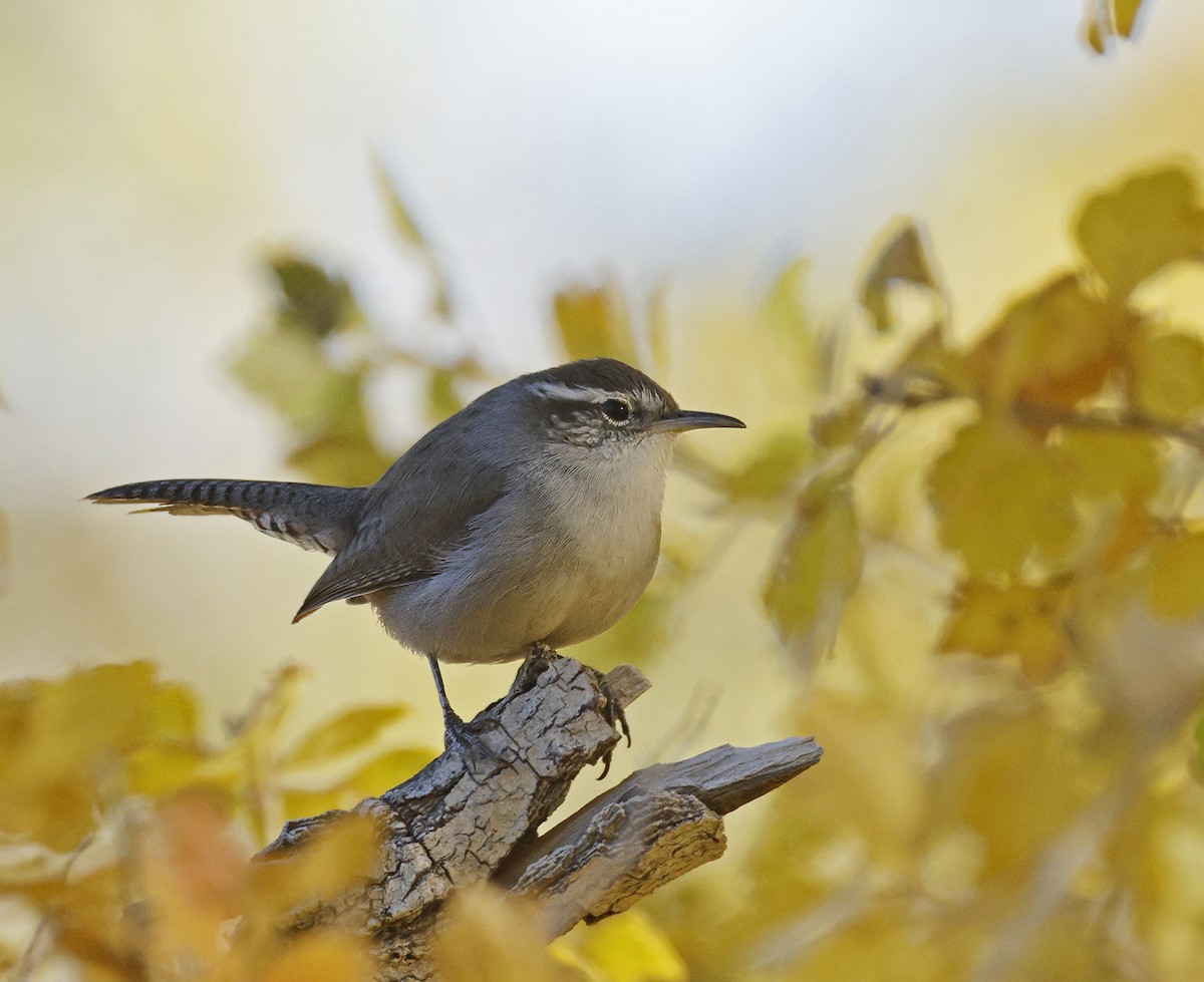 Підбуреник - ML645007733