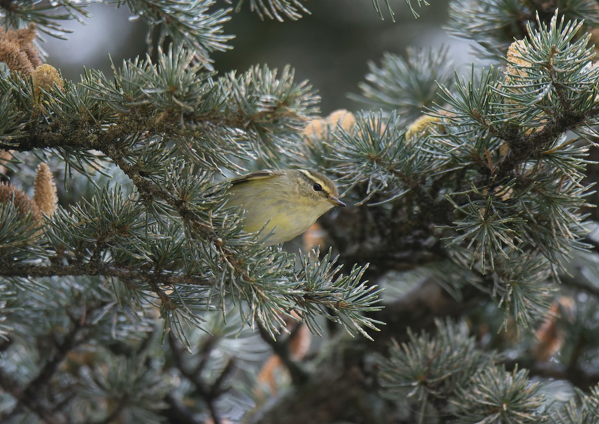 Yellow-browed Warbler - ML645007734