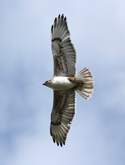 kongevåk - ML645007736