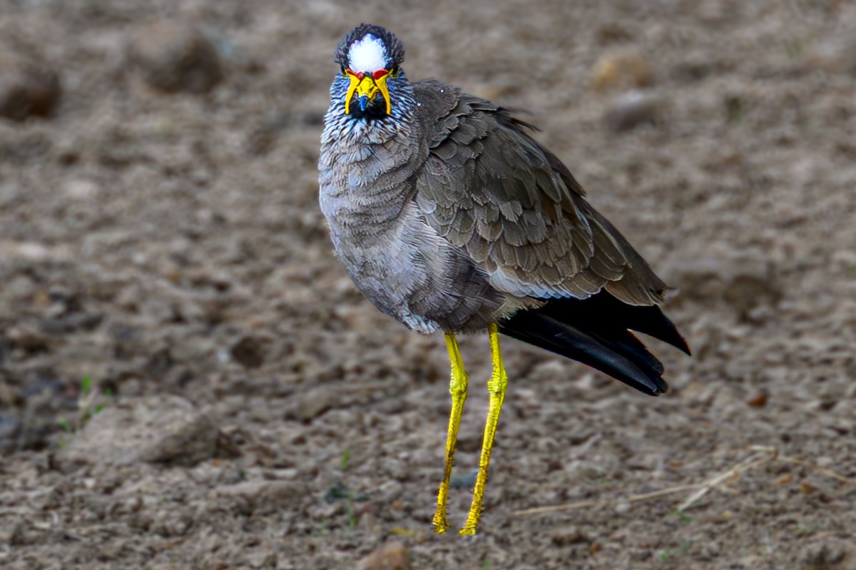 Wattled Lapwing - ML645007738