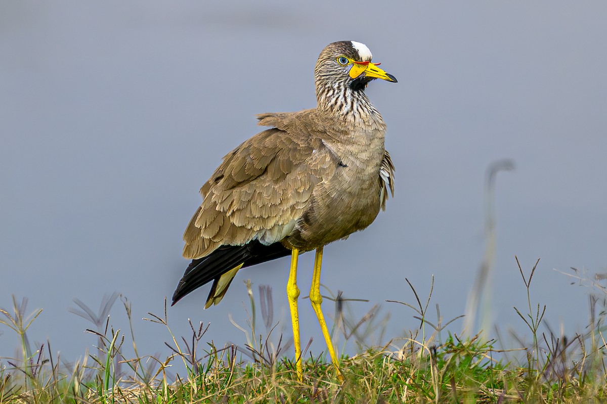 Wattled Lapwing - ML645007739