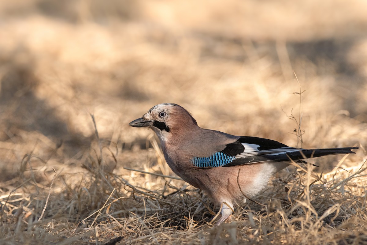 sojka obecná - ML645007762