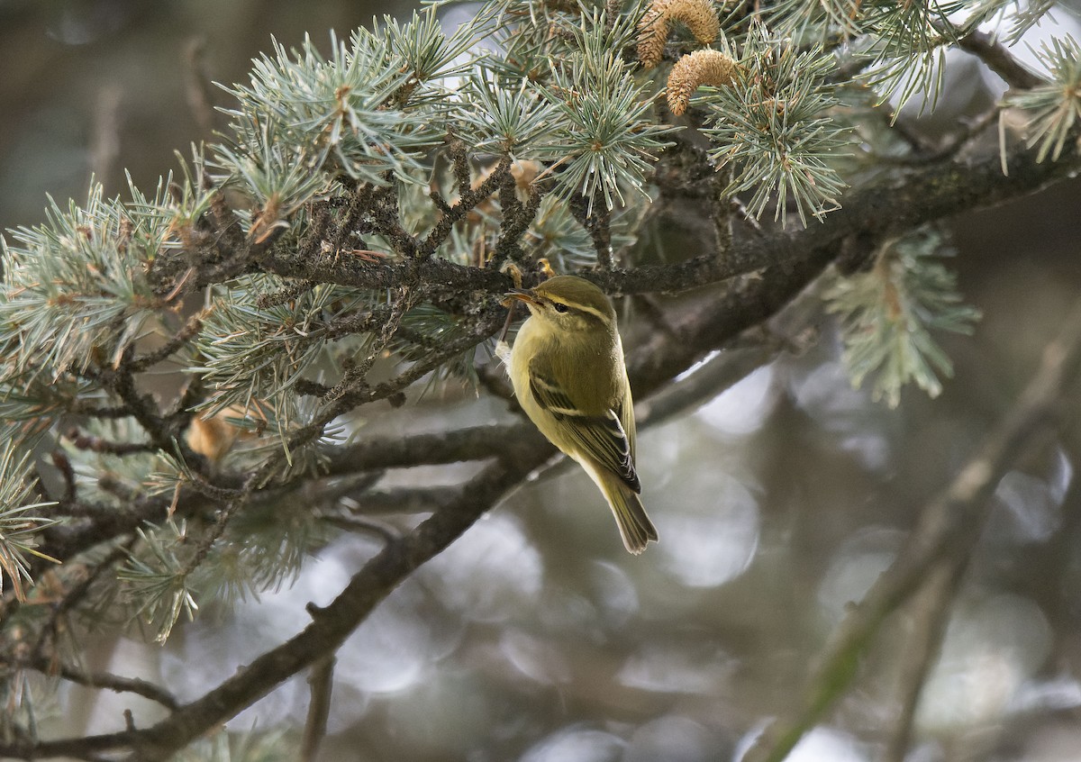 Yellow-browed Warbler - ML645007763
