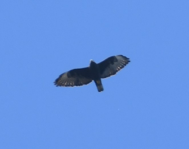 Short-tailed Hawk - ML645007764
