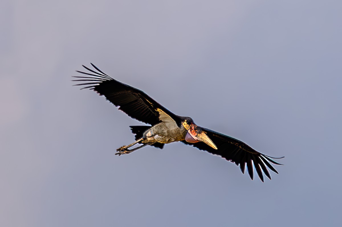 Marabou Stork - ML645007771