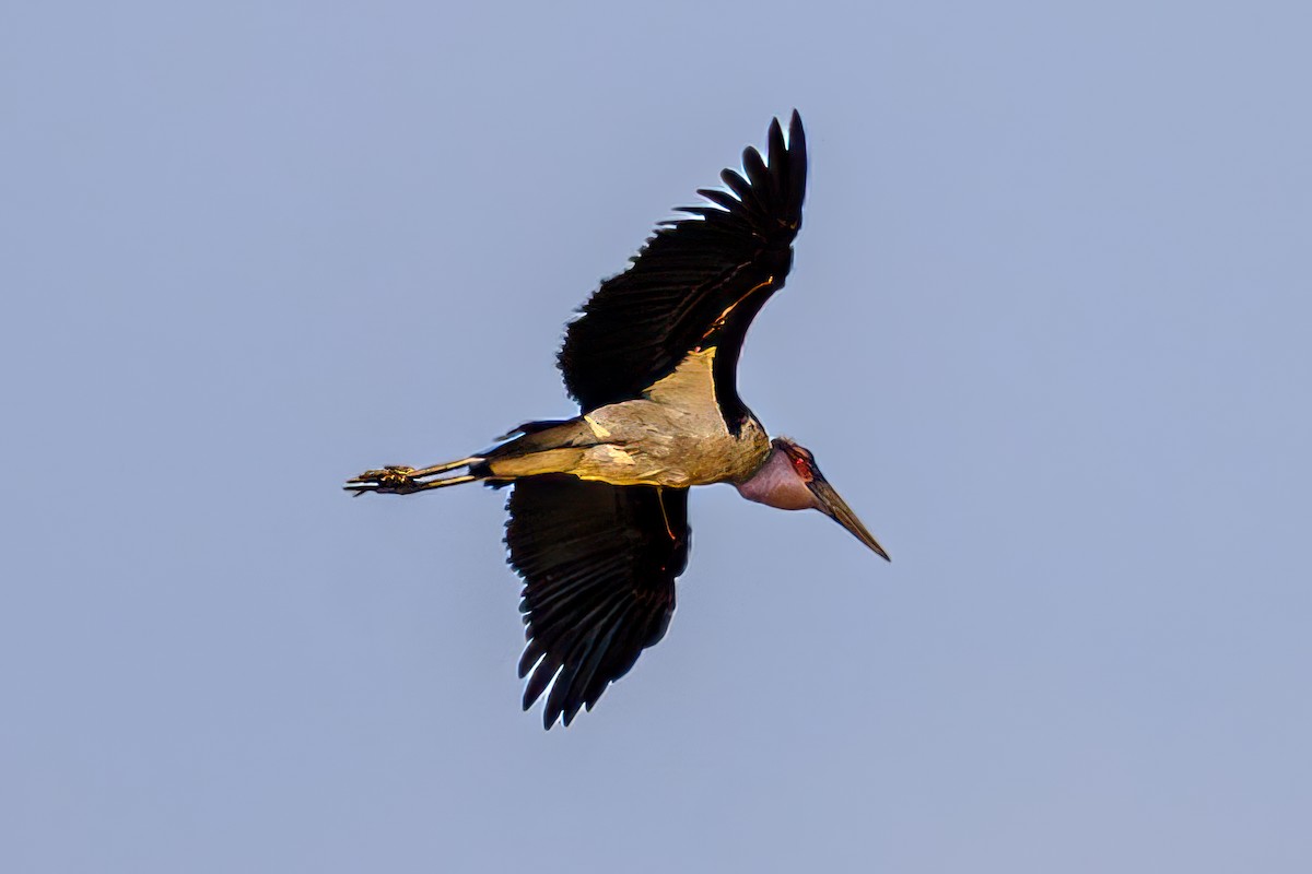 Marabou Stork - ML645007772