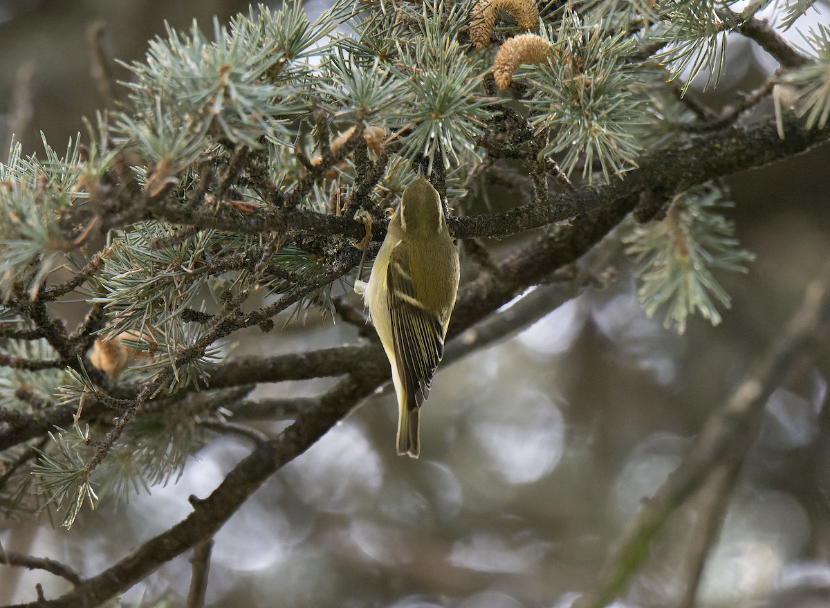 Yellow-browed Warbler - ML645007773