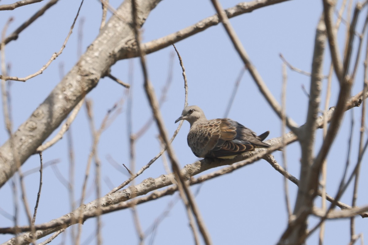 European Turtle-Dove - ML645007775