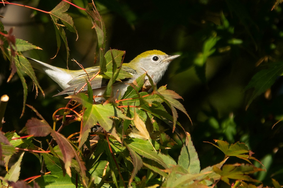 ワキチャアメリカムシクイ - ML645007776