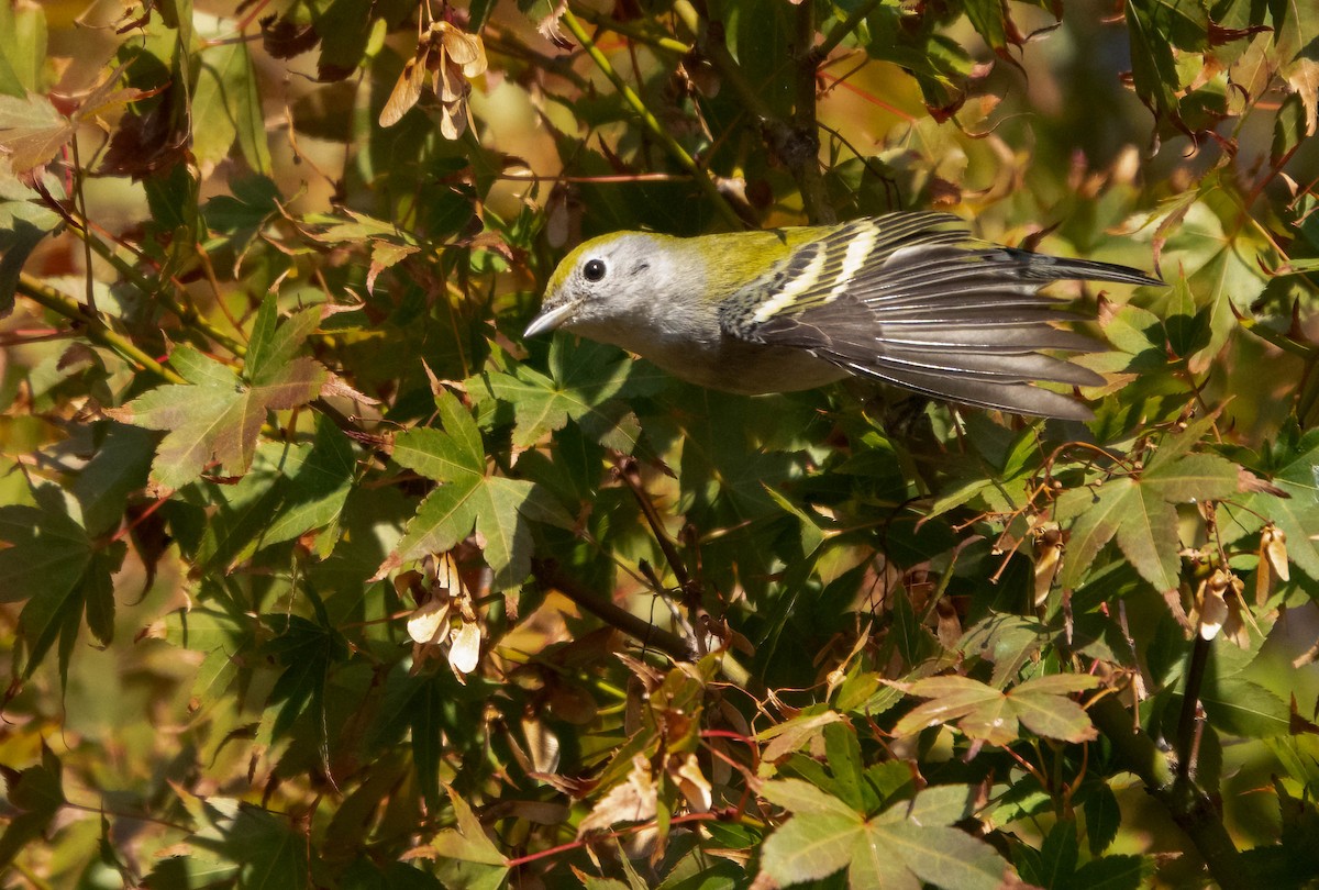 ワキチャアメリカムシクイ - ML645007777