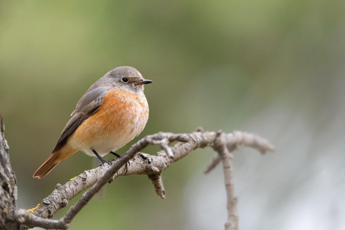 rehek zahradní - ML645007781