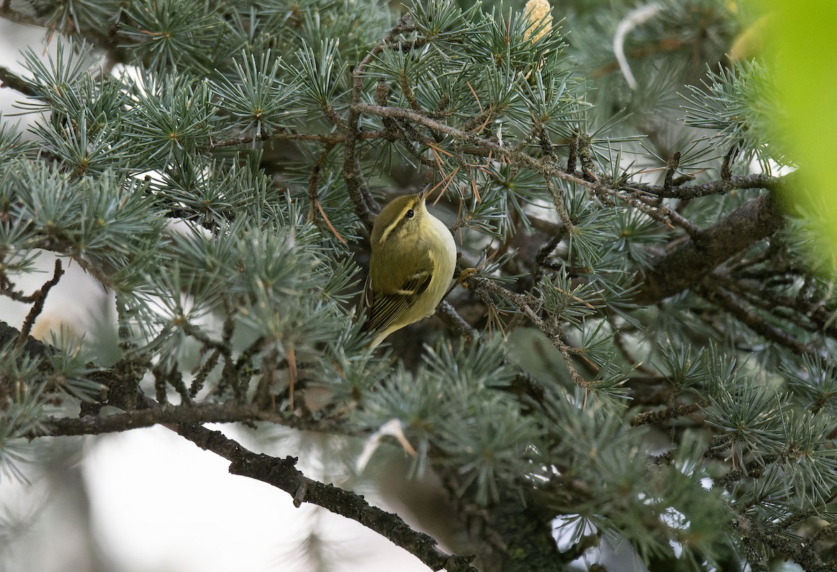 Yellow-browed Warbler - ML645007782