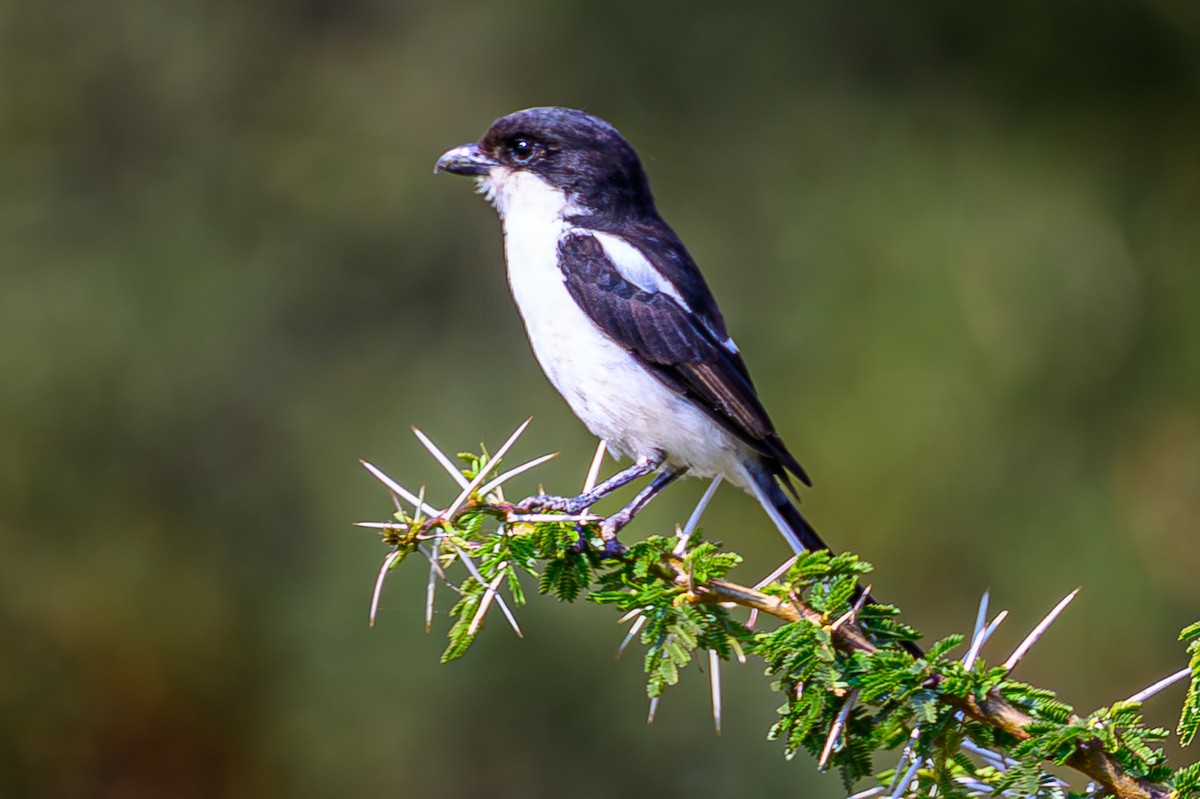 Northern Fiscal - ML645007783