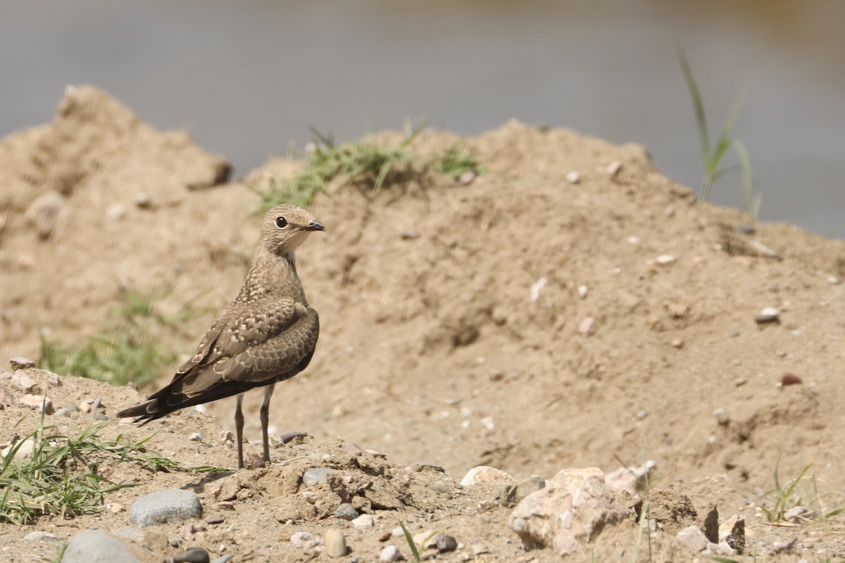 Collared Pratincole - ML645007785