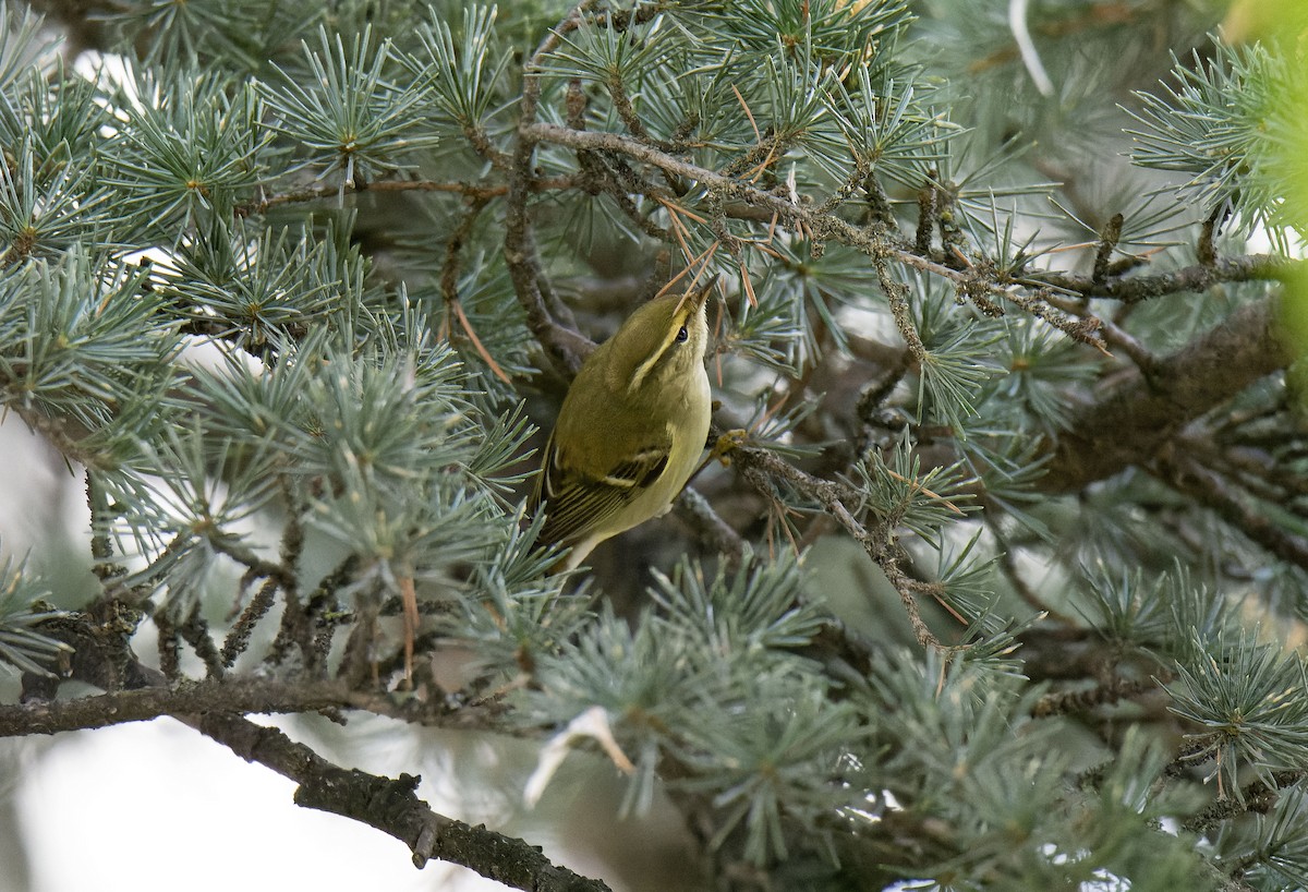 Yellow-browed Warbler - ML645007786
