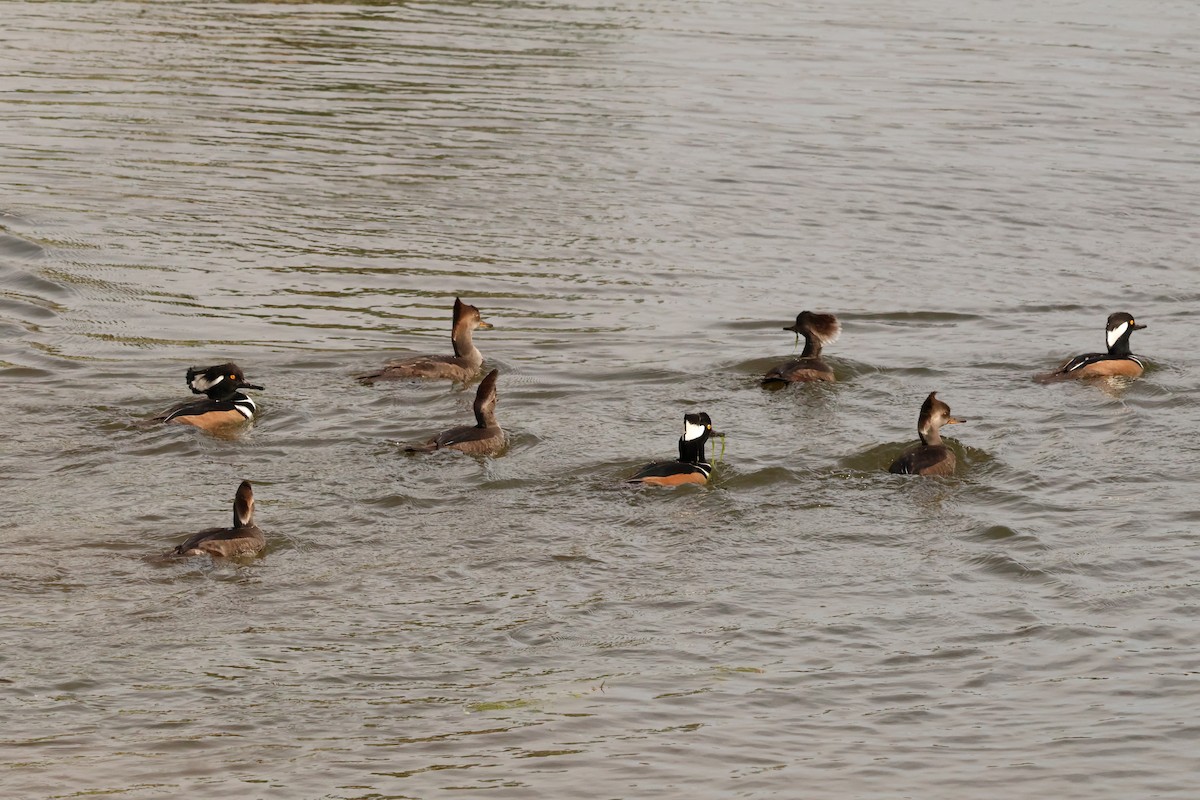 Hooded Merganser - ML645007787