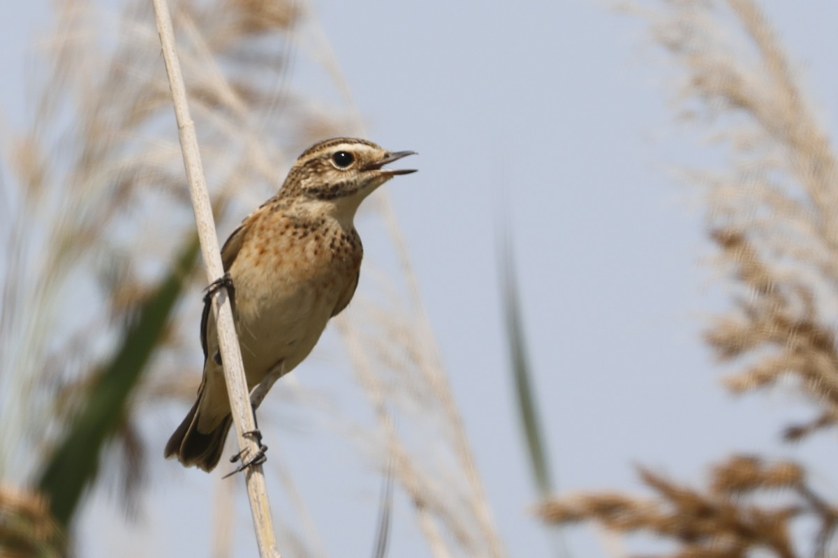 Whinchat - ML645007788