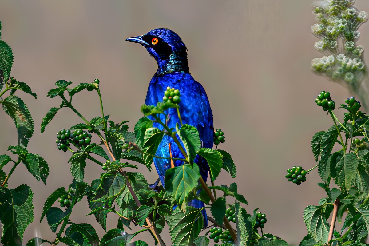 Hildebrandt's Starling - ML645007789