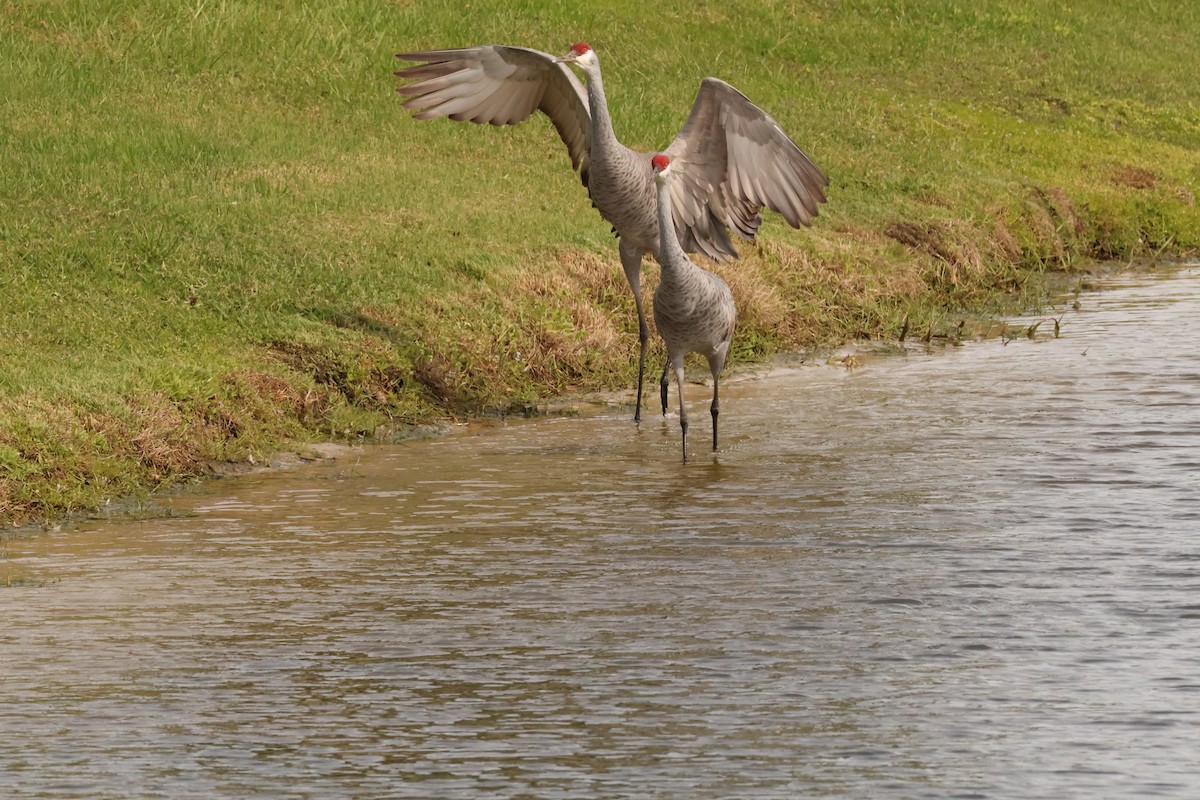 Sandhill Crane - ML645007792