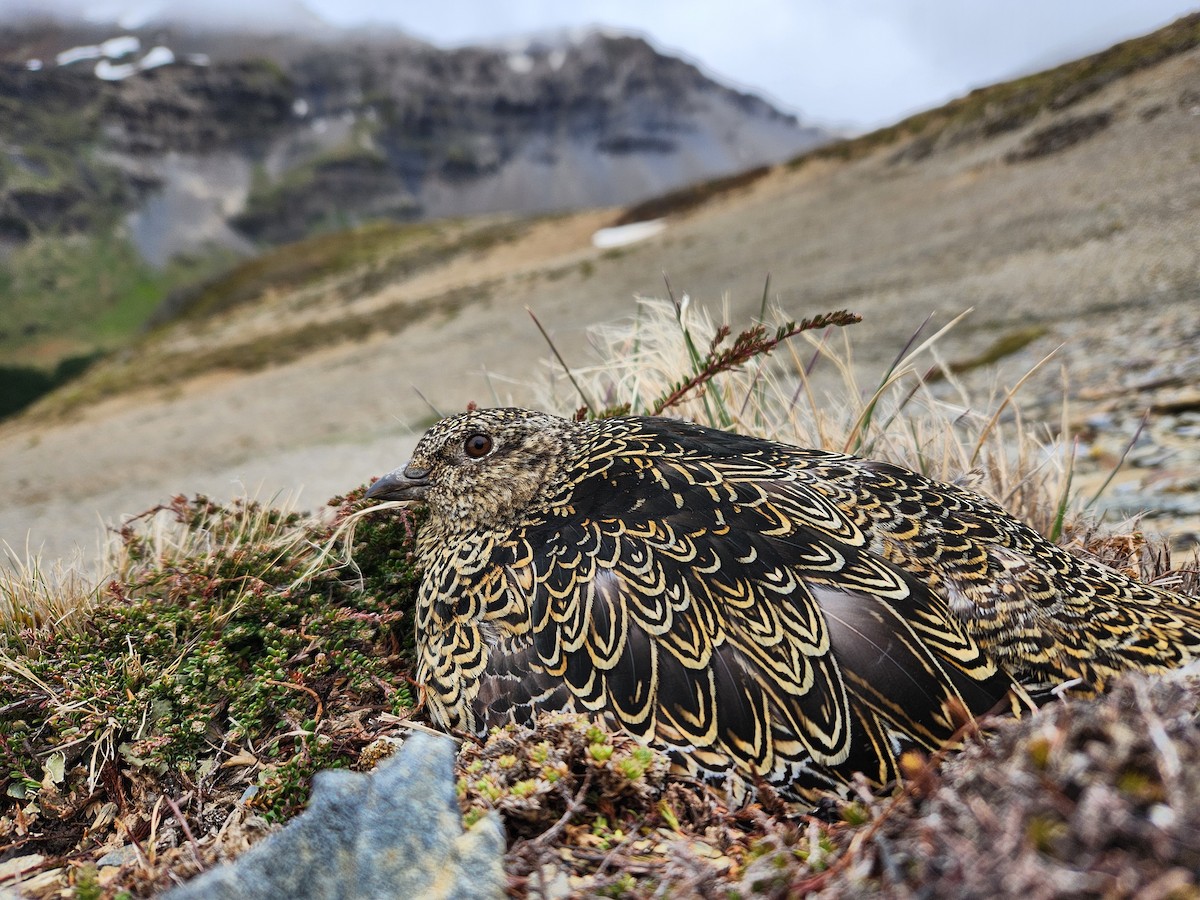 White-bellied Seedsnipe - ML645007794
