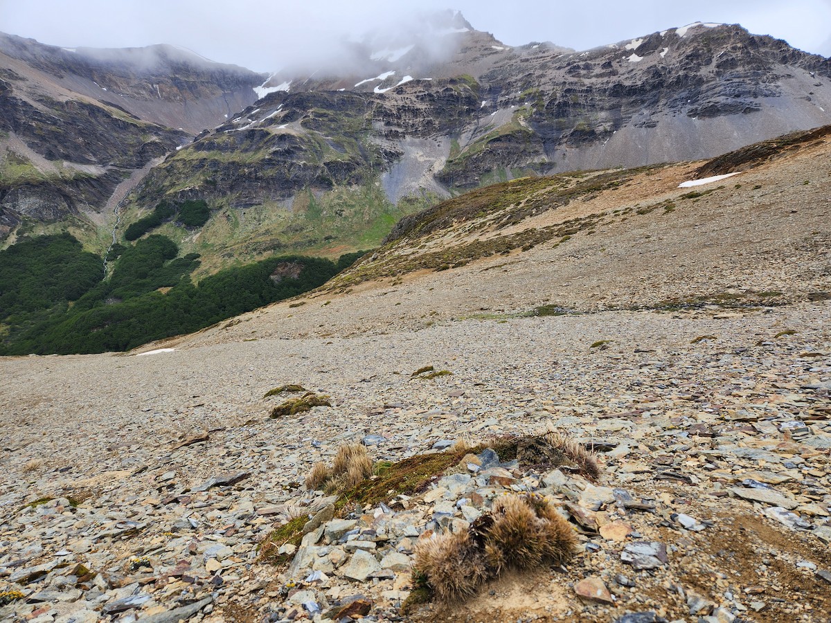 White-bellied Seedsnipe - ML645007796
