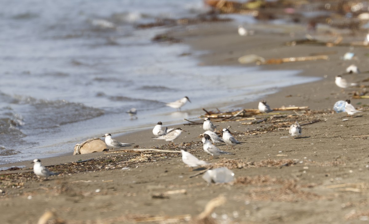 小燕鷗 - ML645007798