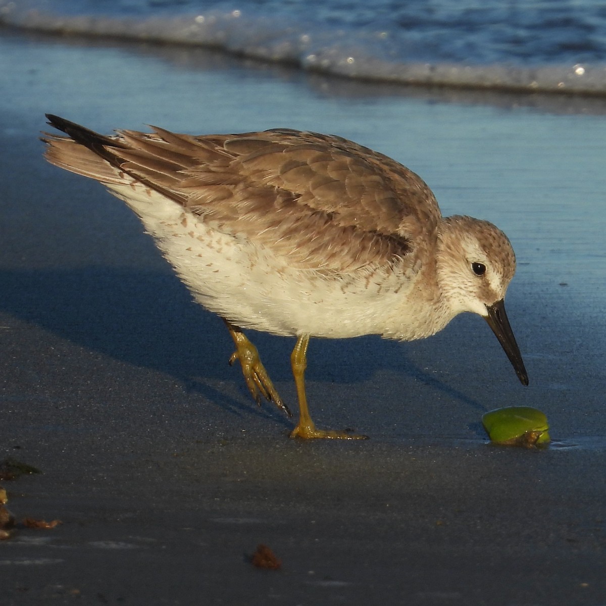 Red Knot - ML645007799
