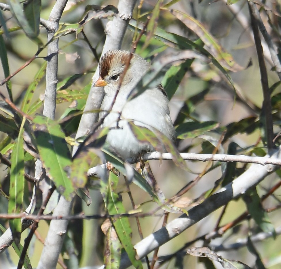 White-crowned Sparrow - ML645007800