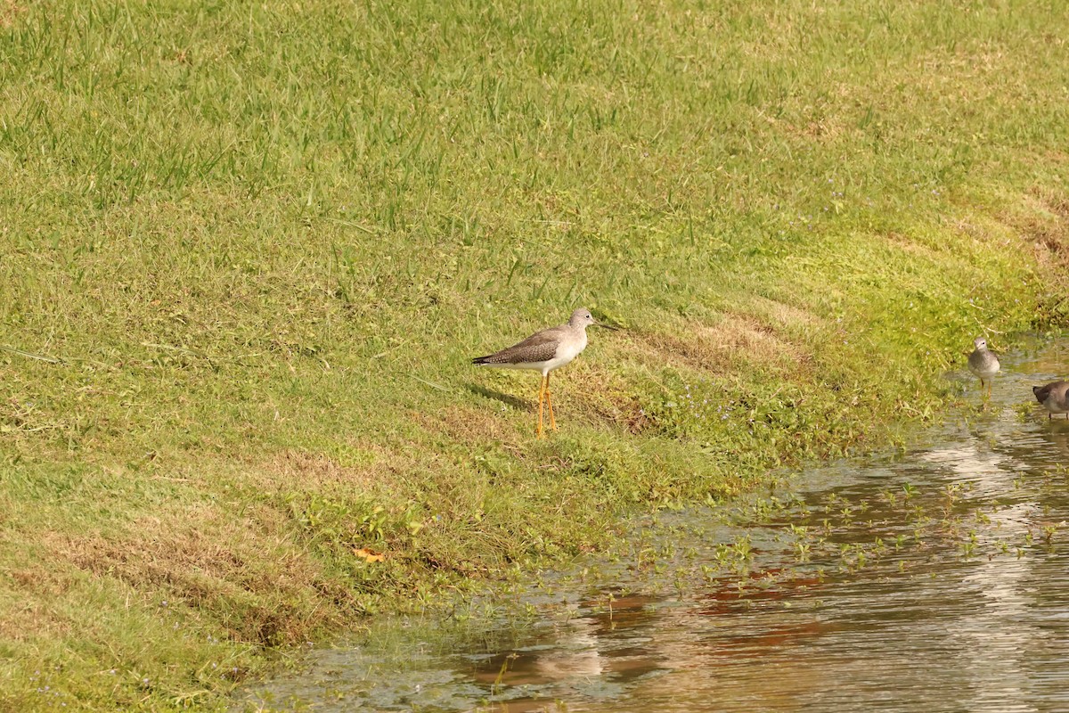 Greater Yellowlegs - ML645007801