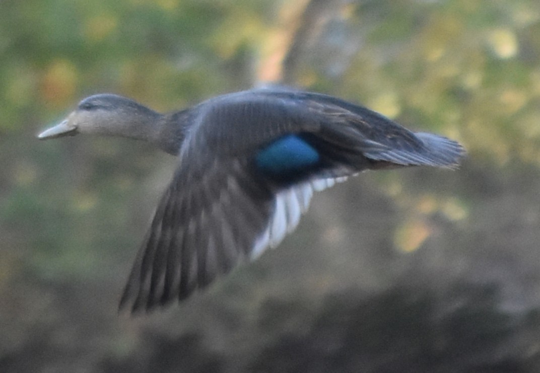 Ahate iluna - ML645007804