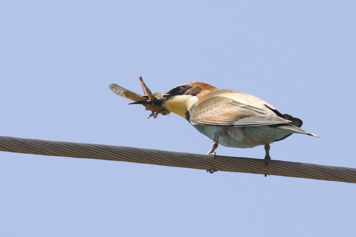 European Bee-eater - ML645007806