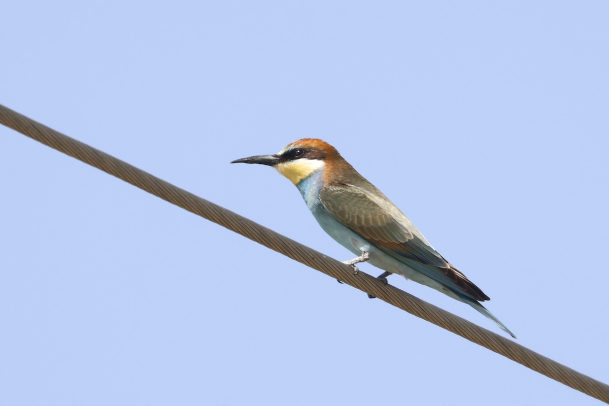 European Bee-eater - ML645007807