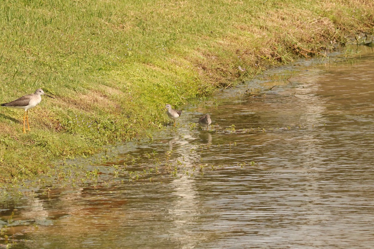 Lesser Yellowlegs - ML645007808