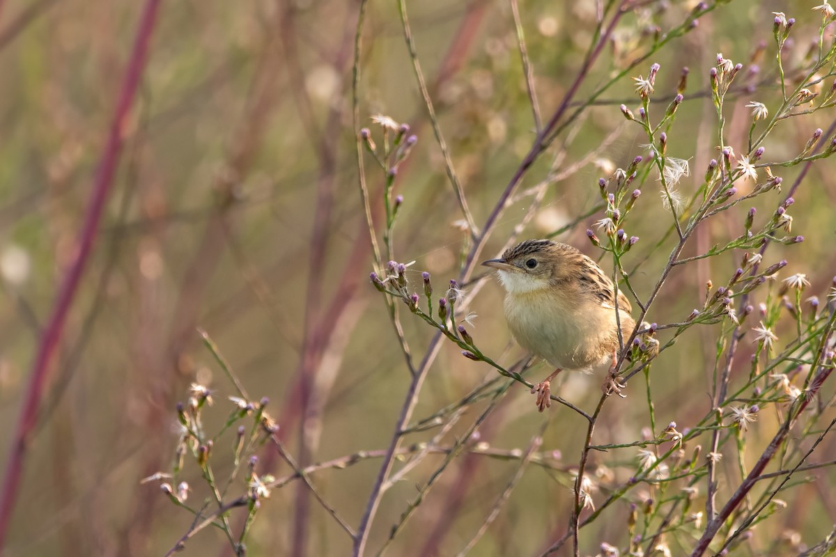 cistovník rákosníkový - ML645007813
