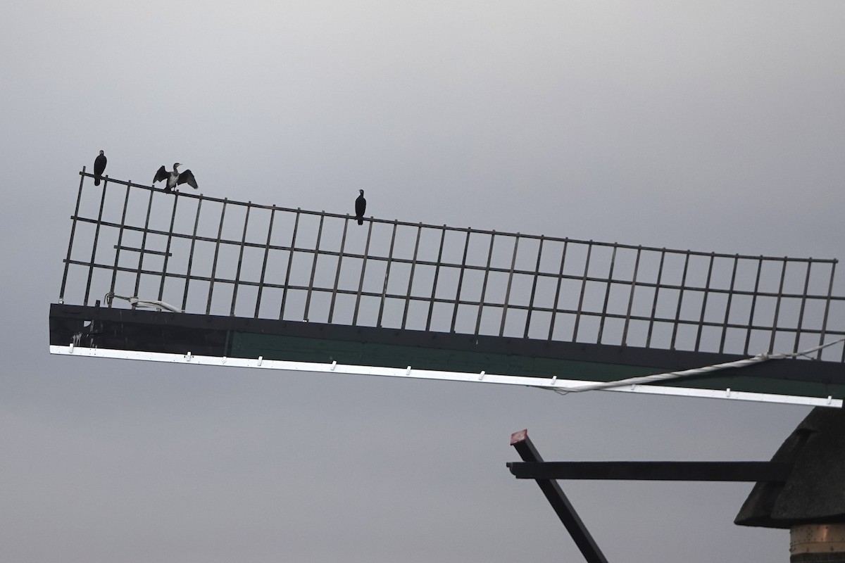 Большой баклан - ML645007815