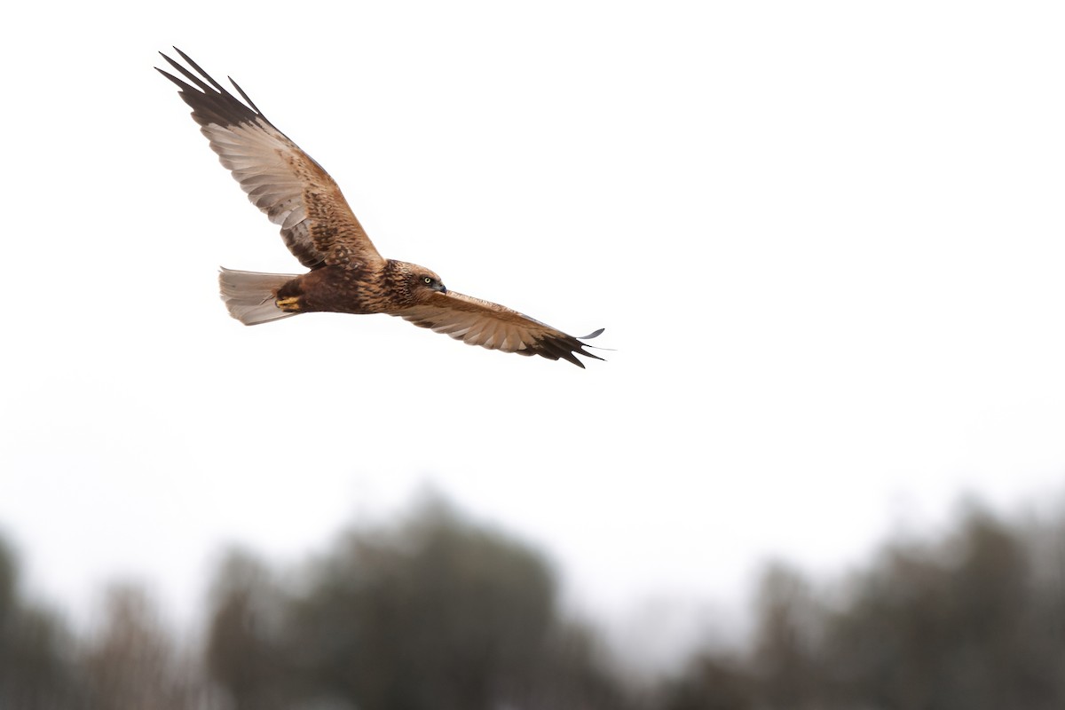 moták pochop - ML645007819