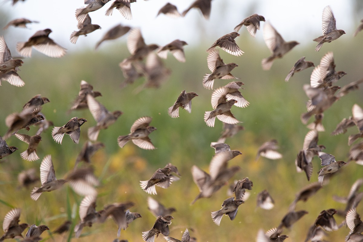 vrabec pokřovní - ML645007823